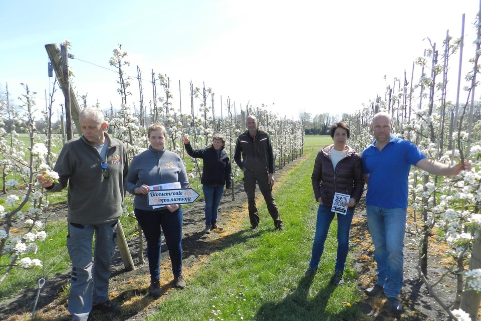 Fruittelers Lu, Els, Mieke, Wim, Jacqueline en Tom tussen de bloesems. Ook de appelbloesems bij Bruneel-Cox in Rijkevorsel kun je de volgende weken bewonderen. 