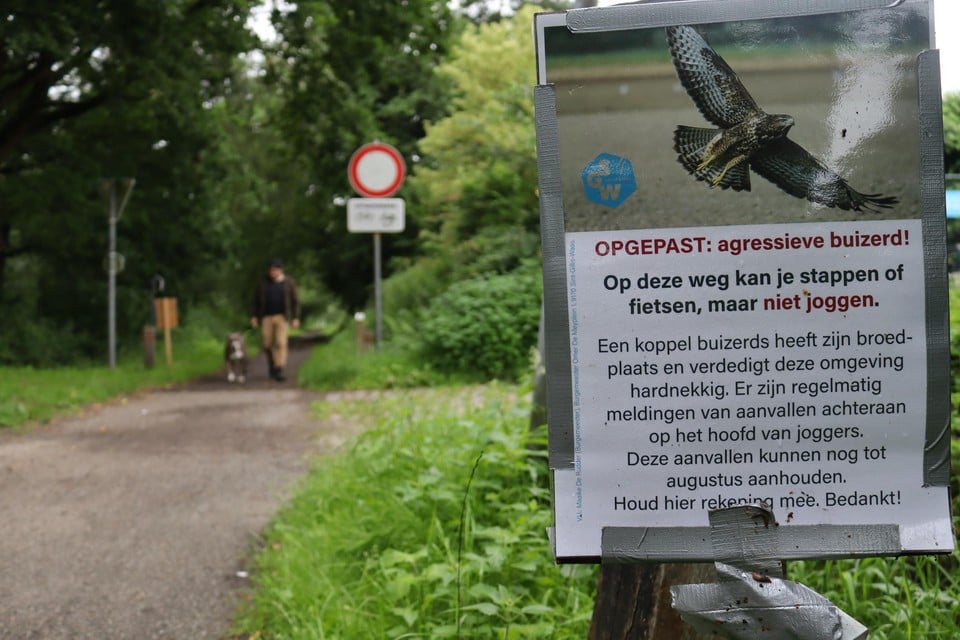 Aan de ingang van het Stropersbos hangt nu een melding dat er een broedende buizerd in het bos zit, die mensen kan aanvallen.