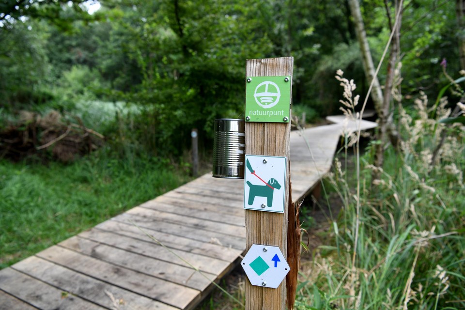 De mensen van Natuurpunt Hobokense Polder hebben er een wandelpad gecreeërd met plankenpaden.