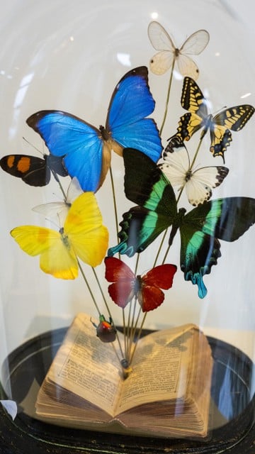 Een mooie compositie van vlinders in een stolp. 