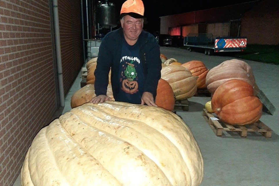 Voorzitter Alois Verbraeken van De Vrije Zwaaiers leverde de grootste pompoen aan van bijna 400 kg.