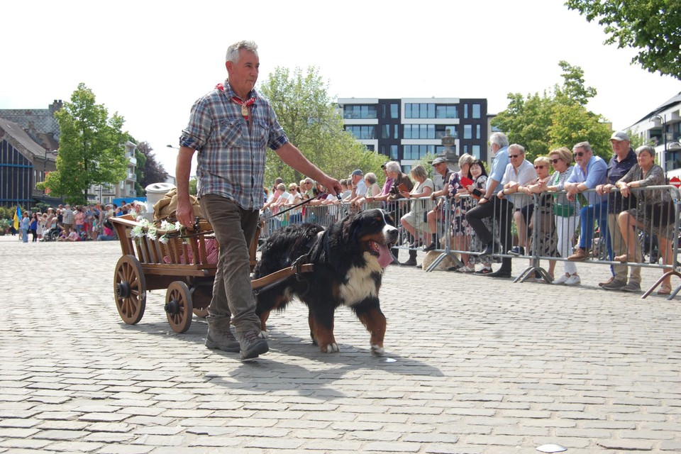 De Vlaamse Trekhondenvereniging trok met hond en kar door de Beverse straten.