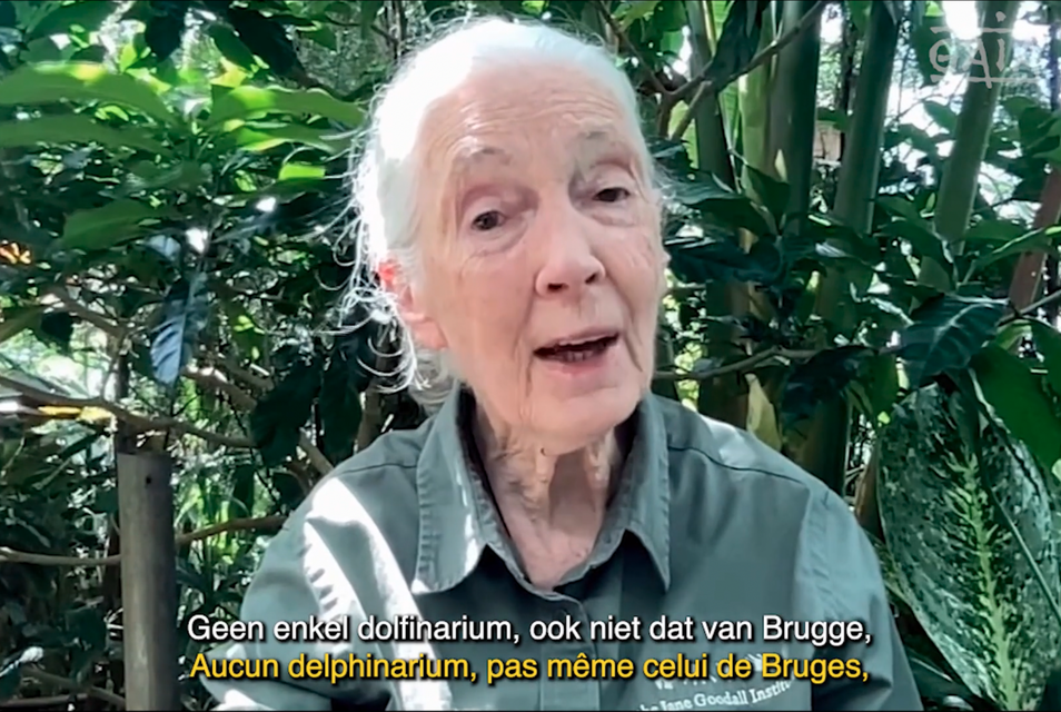 Jane Goodall richtte zich met een videoboodschap nu al een tweede keer tot Vlaanderen.