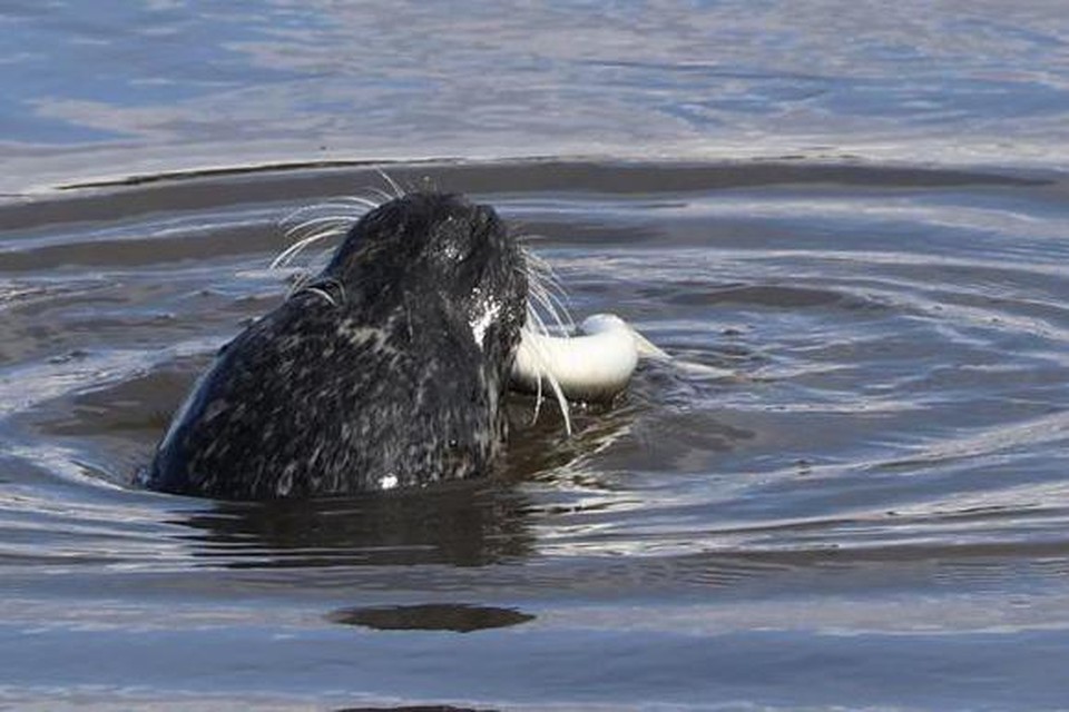 De zeehond heeft zich aan het Zennegat onder andere tegoed gedaan aan een paling. 