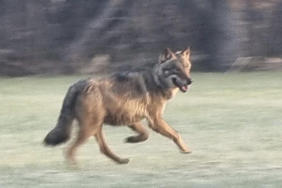 Paardenfokker Heidi Coppens wist de wolf dinsdagochtend te fotograferen in Schriek.