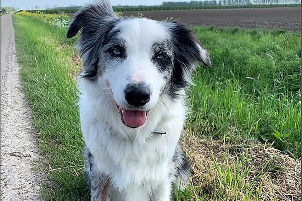 Katrien Descheemaecker waarschuwt andere hondenbaasjes, nadat haar hond de roze korrels had gegeten.