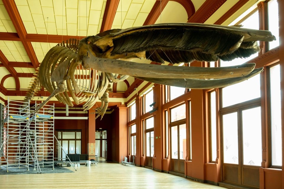In de Darwinzaal hangt het skelet van een 22 meter lange vinvis aan plafond. 