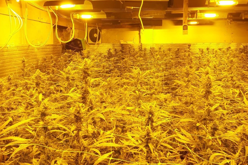 In de oude hoeve stonden 2.500 cannabisplantjes in volle bloei toen de politie binnenviel