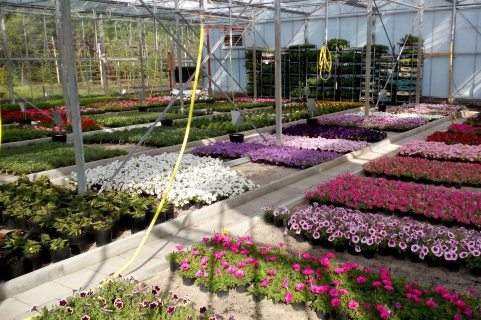 De tuinbouwafdeling kweekte zo’n 20.000 bloemen op.