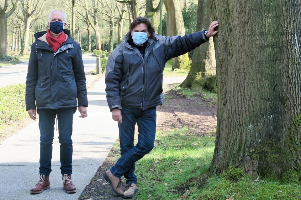 Ruud Dijkgraaf (rechts) en buren koesteren de oude Amerikaanse eiken langs de Oelegemsteenweg. “Het moet toch mogelijk zijn om de baan heraan te leggen mét behoud van deze mooie bomen?”