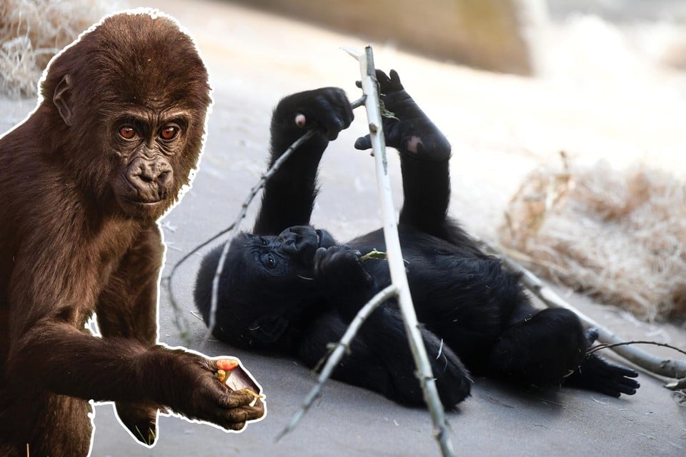 De speelse Vizazi zorgt altijd voor animo in het gorillaverblijf. 