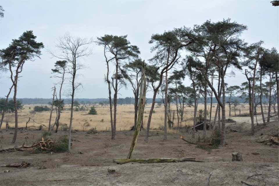 Archiefbeeld Kalmthoutse Heide. 