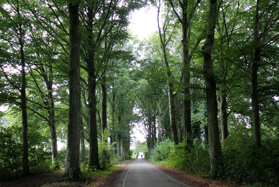 Een beheersplan moet over de gezondheid van de bomen waken.
