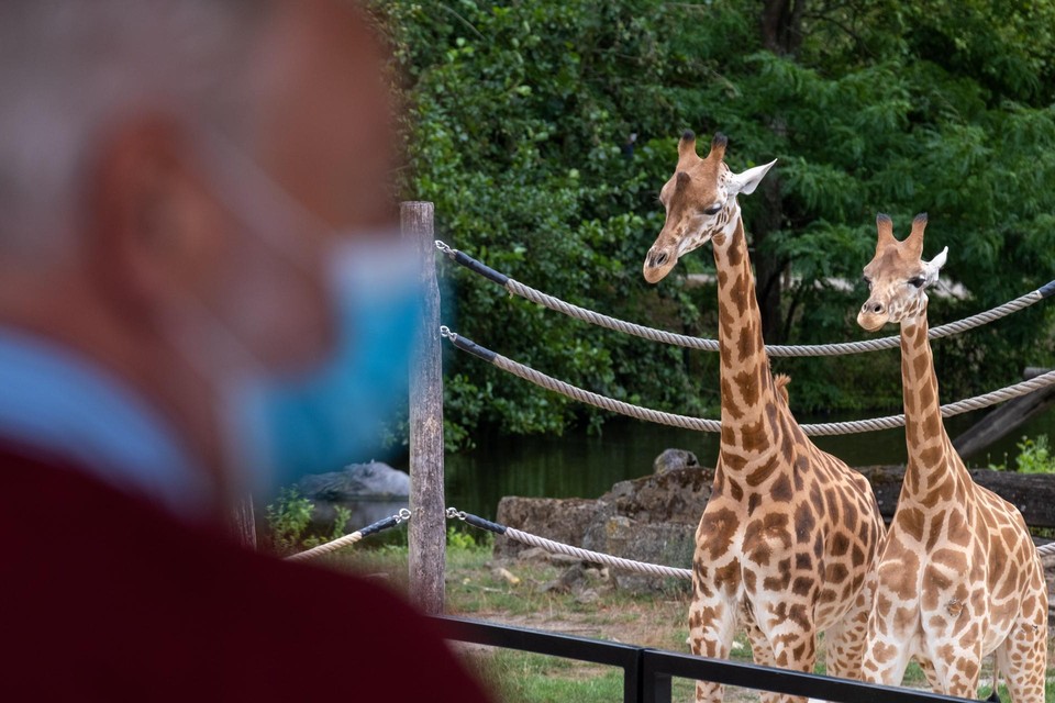 Covidmaatregelen blijven gelden en dus is de bezoekerscapaciteit ook in de Zoo beperkt.