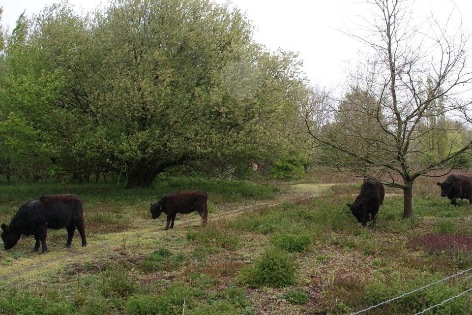 Het Fort van Borsbeek ontvangt vier nieuwe galloways.