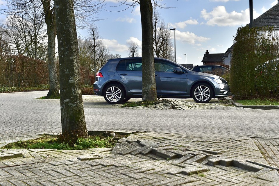 De wortels van de lindebomen duwen de klinkers naar omhoog.