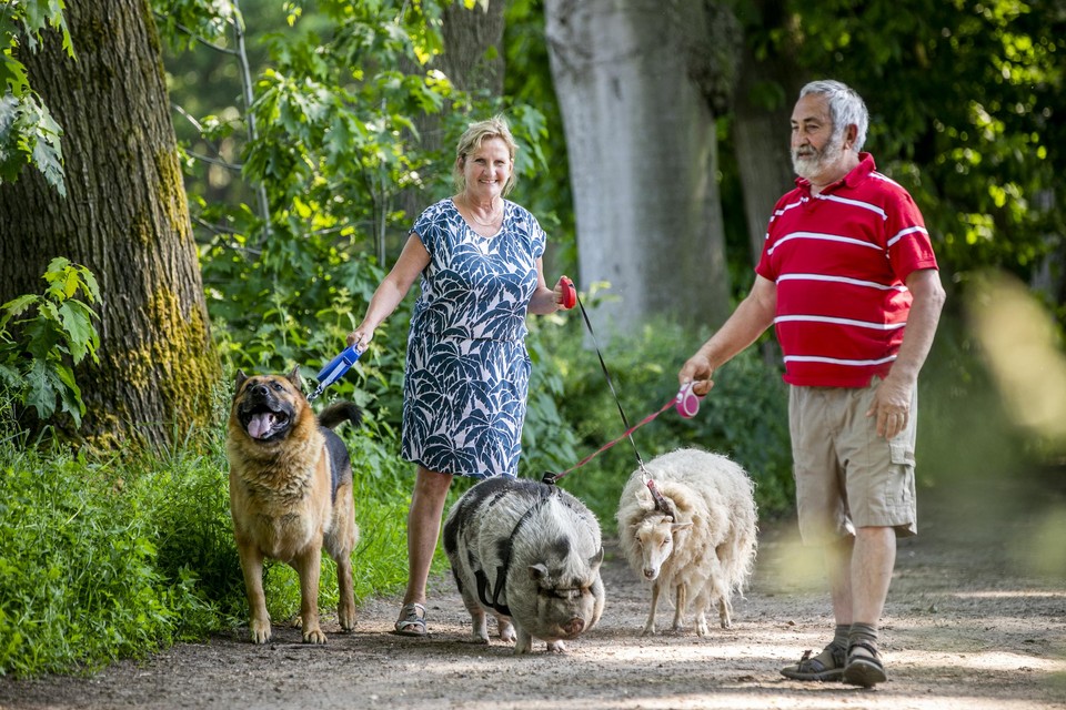 Jef en Maria Leirs met Knor het varken, Liesje het schaap en Dex de Duitse herder in de Trappistenbossen.