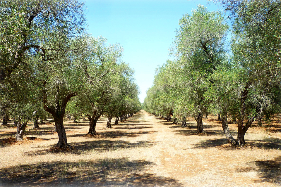 De olijfboomgaard in de Spaanse regio Bajo-Aragon. 
