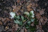 thumbnail: Her en der liggen er toch bloemen of hangt een naam op een boomschijf aan een tak.