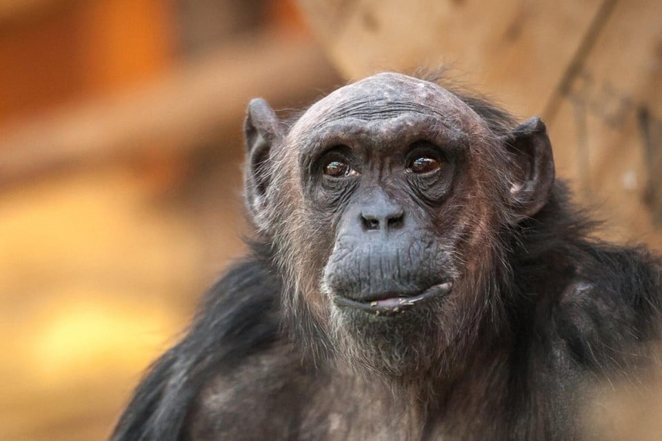 Chimpansee Maaike is op 38-jarige leeftijd gestorven.