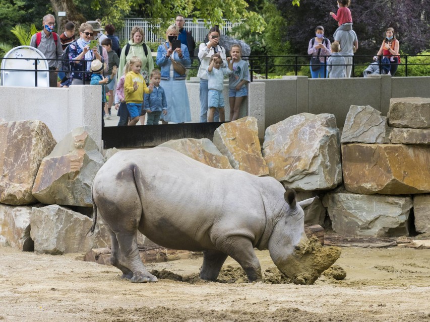Zand- en modderbaden zijn een genot voor neushoorns.