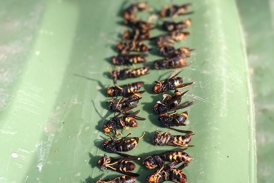 De kadavers met Aziatische hoornaars die imker Cyriel Primus aan ’t Stalleke in Ranst verschalkte de voorbije week. 