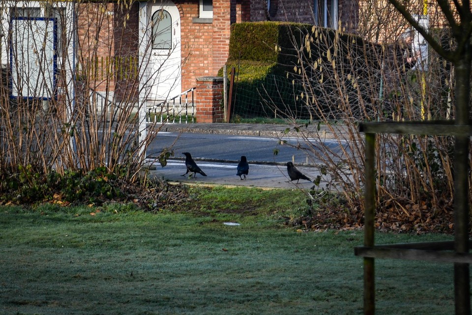 Kauwen storen de bewoners.