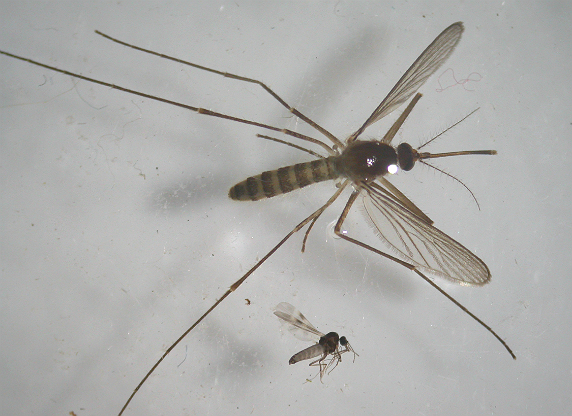 Het verschil in grootte tussen een gewone mug (boven) en een knijt (onder). 