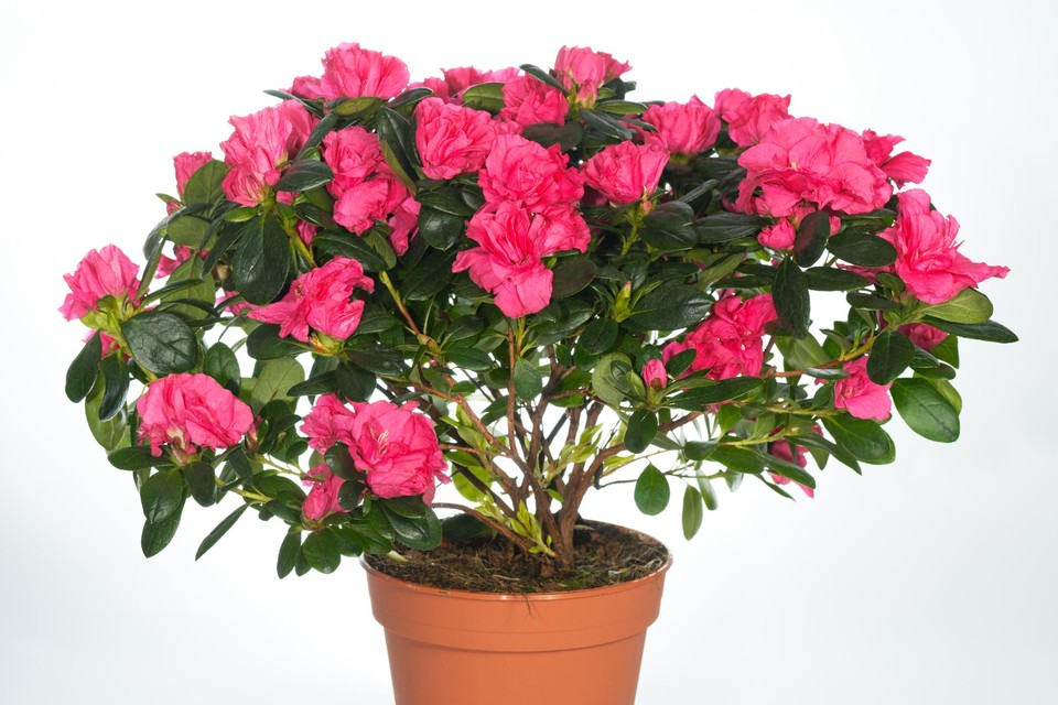 Azaleaverkoop op Plantjesweekend.