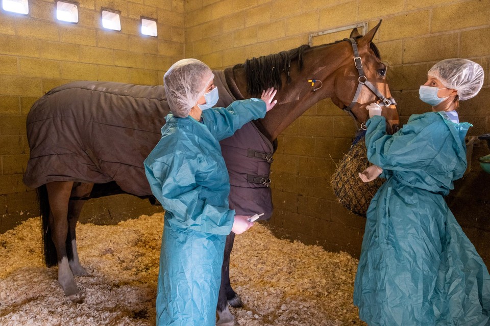 De quarantaine-afdeling in dierenkliniek De Bosdreef, waar al één paard behandeld wordt. De dierenartsen dragen er beschermende kledij.