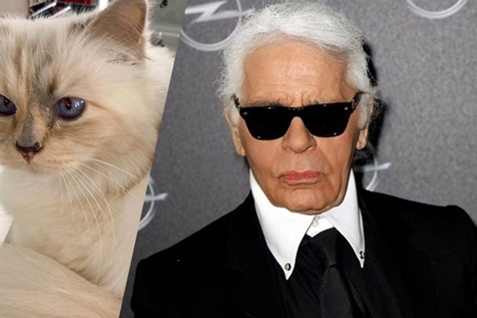 Hoe het nog zijn met de kat van wijlen Karl Lagerfeld? | Gazet van Antwerpen Mobile