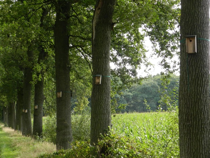 Een bomenrij met mezenkastjes in Wortel-Kolonie.