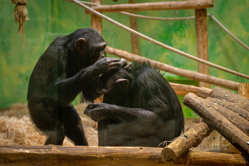 Chimpansees Mia en Marit. 