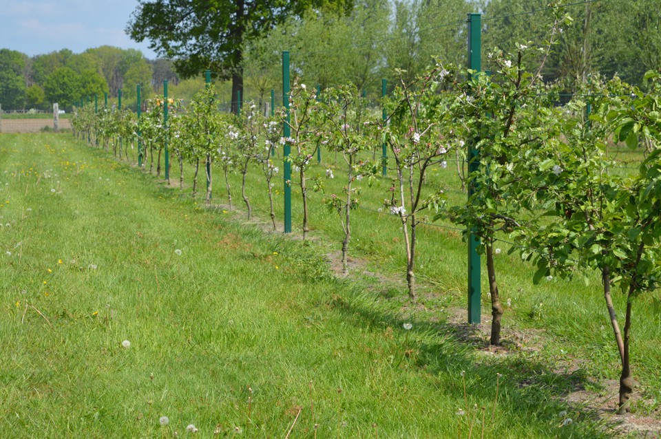 De boomgaard van Joseph Van de Perre in Pulderbos is een streling voor het oog. 