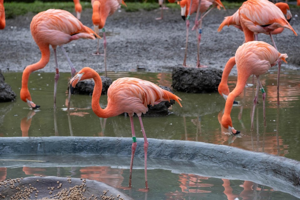 De grote groep flamingo’s heeft voldoende buitenruimte in de met een net overspannen volière in Planckendael. Zolang de ophokplicht van kracht is en er geen permanent boven hun Antwerps perk hangt, blijft de groep uit Antwerpen in Mechelen wonen. 