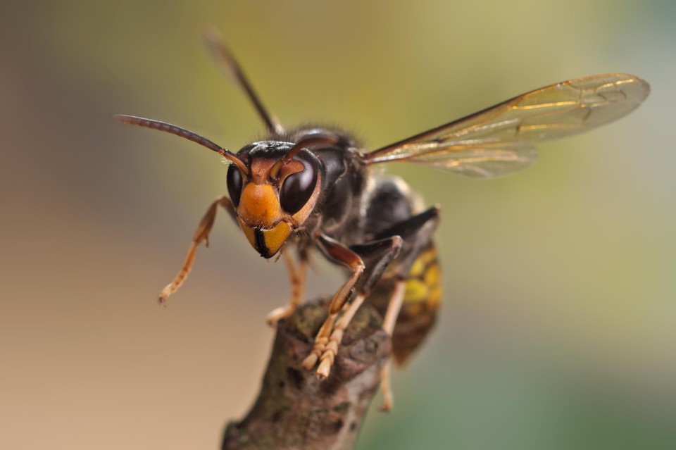 Zo ziet een Aziatische hoornaar eruit. 