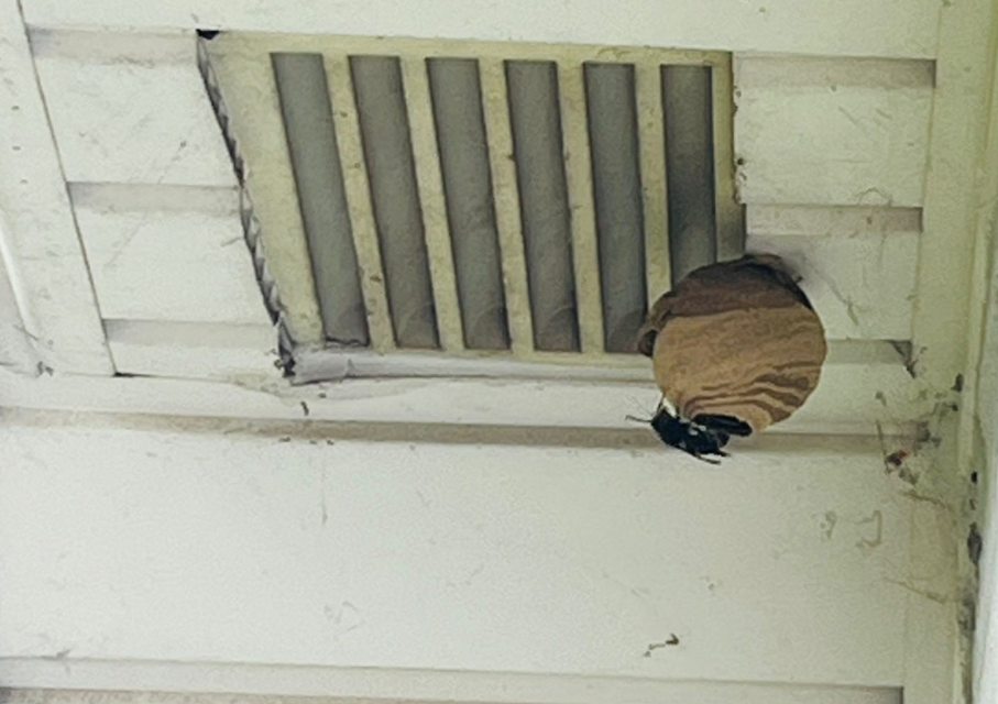 Zo ziet een beginnend nestje van een Aziatische hoornaar eruit.