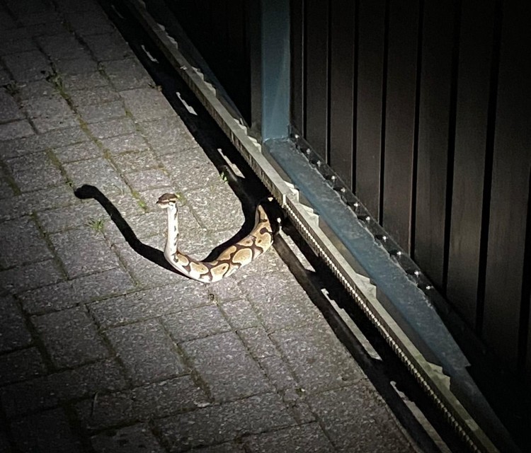 De python kruipt hier onder een poort in Oelegem. 