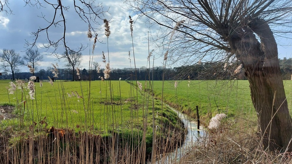 Knotboom langs de waterloop de Kleine Aa.