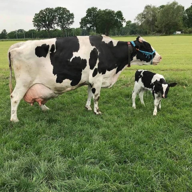 Keur Rivanhoe wierp op veertienjarige leeftijd al voor de negende keer een kalfje.