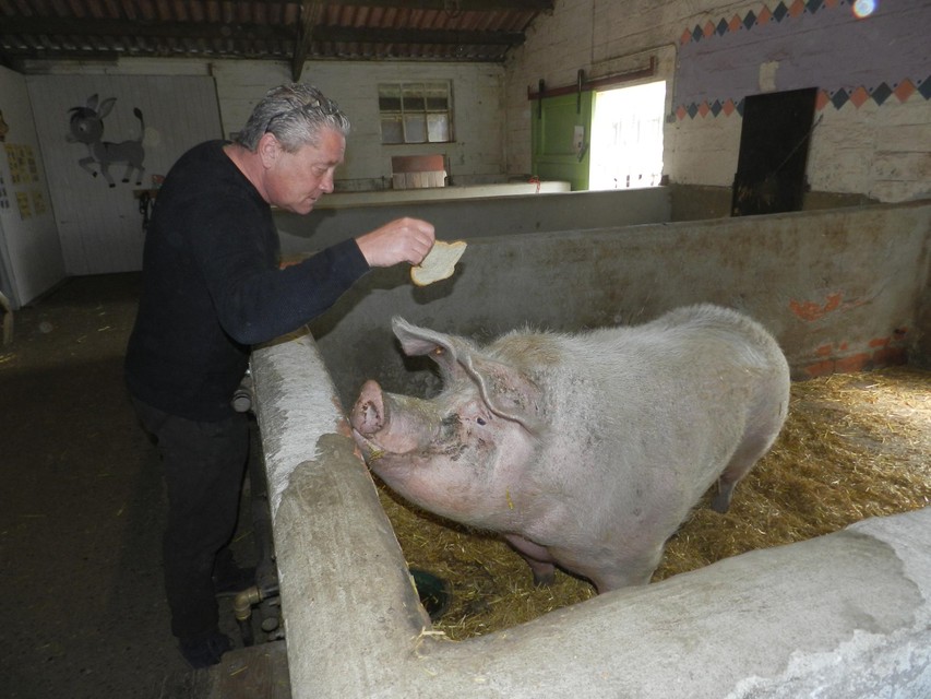 Peter Ouwerkerk geeft boerderijvarken Babs eten.