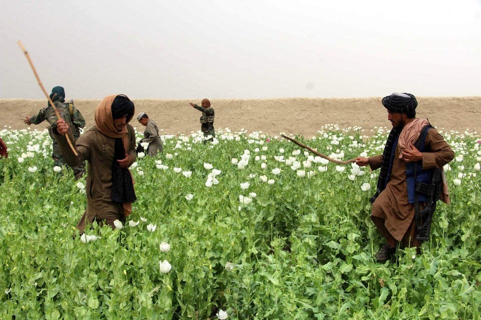 Het telen van papaver is verboden door de Taliban.