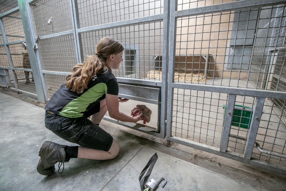 Via een doorgeefluik geeft Katrien de tijgers eten. 