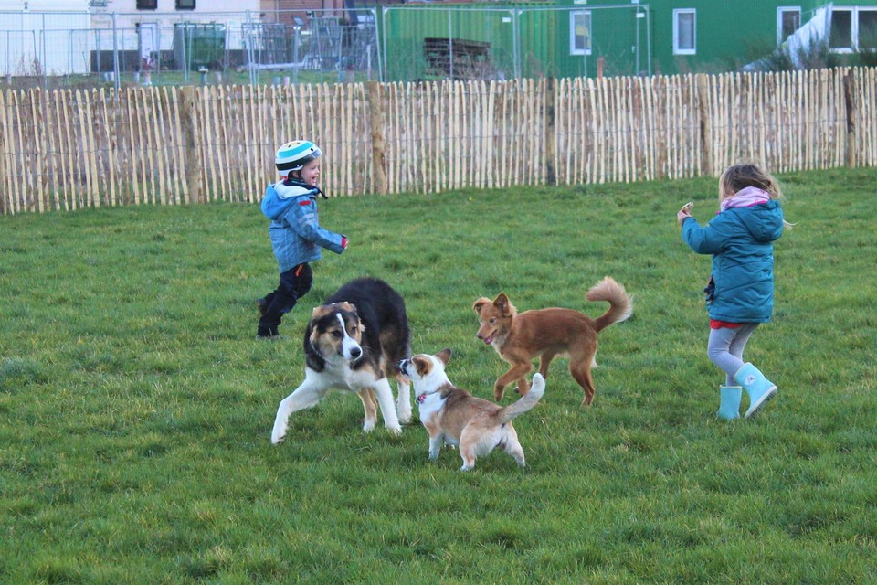 Enkele honden en kinderen beleven plezier op een hondenweide. 