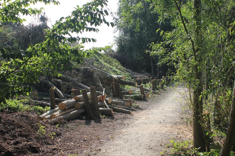 Vorige week werden in het gebied meer dan honderd bomen gekapt.