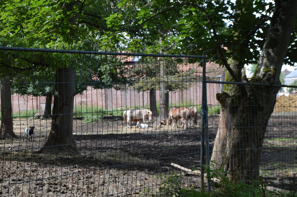 De dieren kunnen wel droog staan.