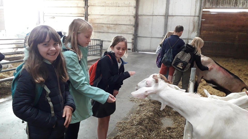 Vijfdejaars Jutta, Aube en Lynn van GBS De Sleutelbloem vonden de geiten het leukste onderdeel van de plattelandsklassen.