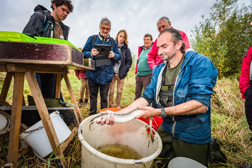 In het water in het overstromingsgebied werd onder meer een paling aangetroffen.