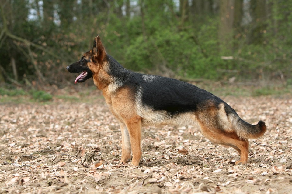 Duitse herder (themabeeld). 