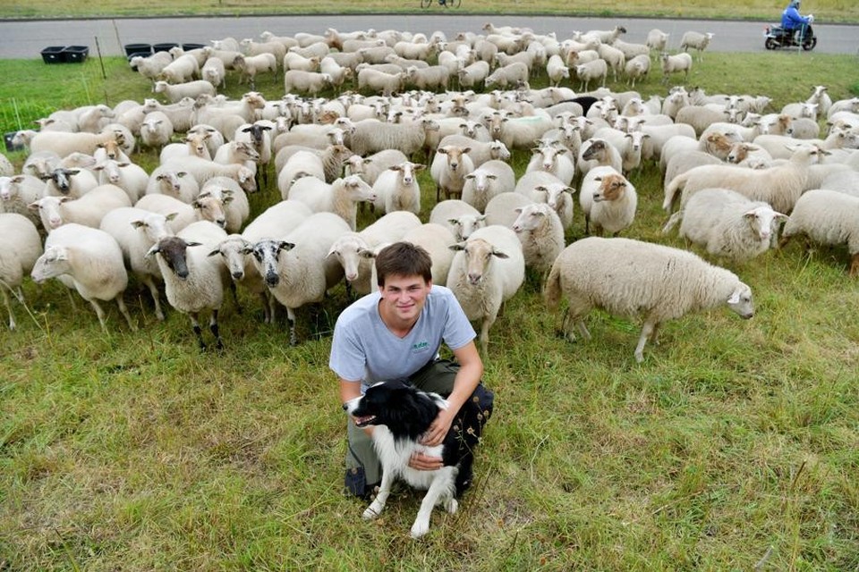 Stadsherder Lukas Janssens komt met zijn schaapjes ook naar Boom.
